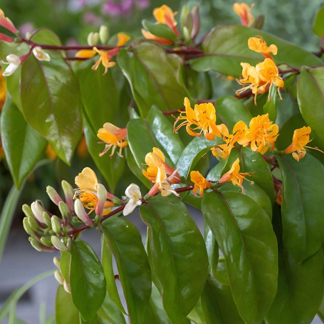 Lonicera henryi Copper Beauty - Set van 2 - Kamperfoelie