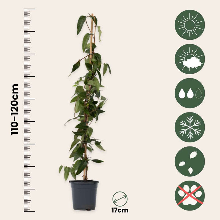 Lonicera henryi 'Copper Beauty' - zimolez - žlutá