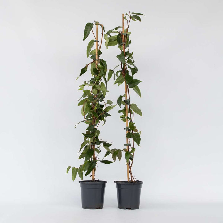 Lonicera henryi Copper Beauty - Set van 2 - Kamperfoelie