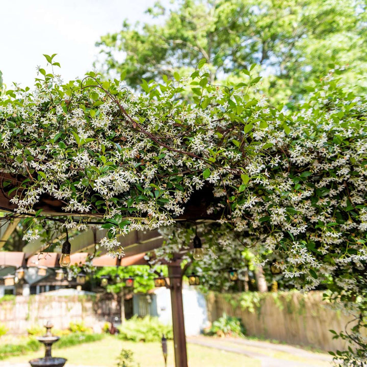 Jasmine XL - 2 tk komplekt