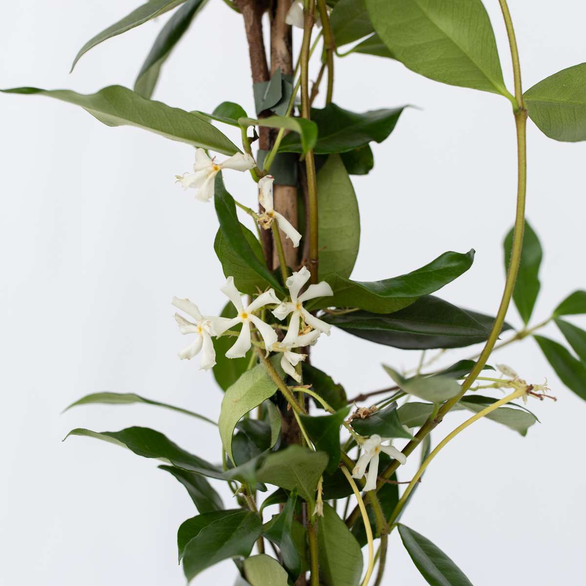 Jasmine XL - Trachelospermum jasminoides – FloraStore