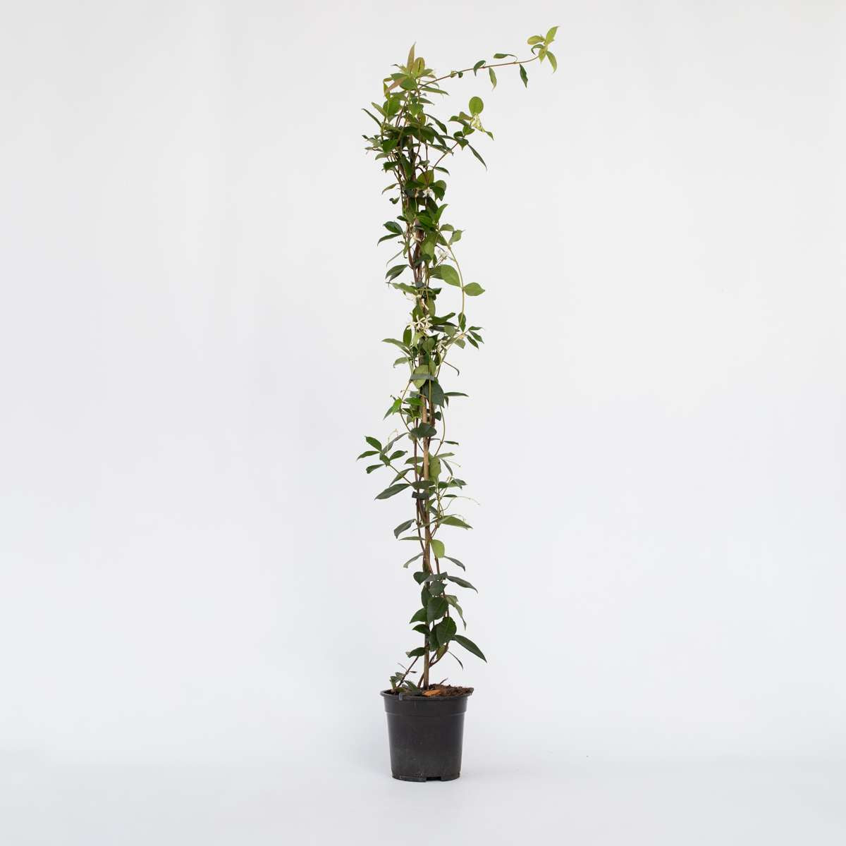 Jasmine XL - Trachelospermum jasminoides – FloraStore