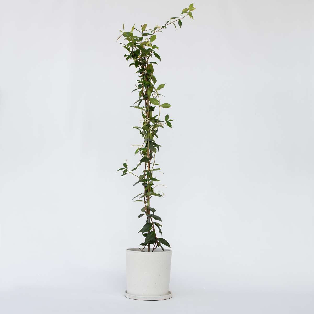 Jasmine XL - Trachelospermum jasminoides – FloraStore