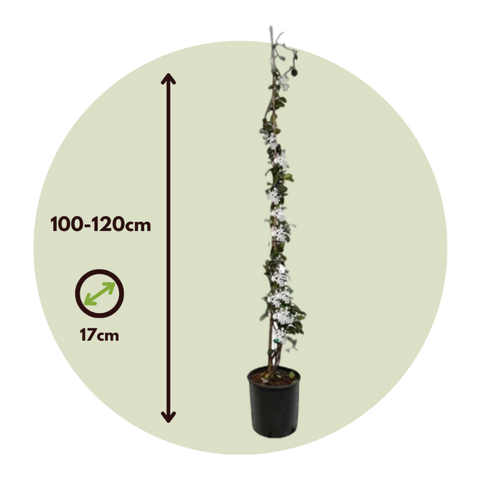 Jasmijn XL - Trachelospermum jasminoides