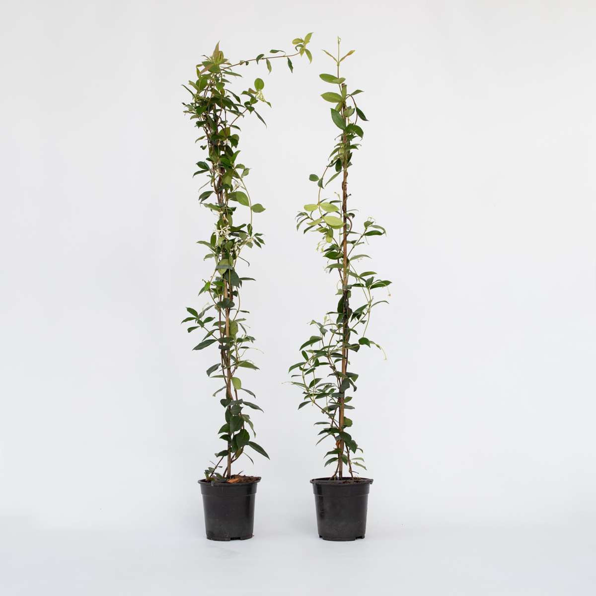 Jasmine XL - Set of 2 – FloraStore