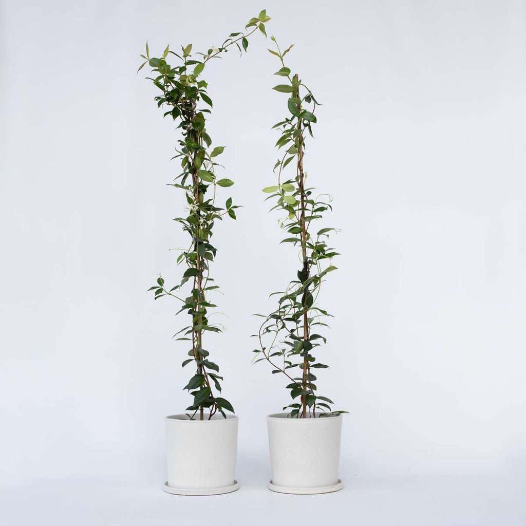 Jasmineです Jasmine XL - Set of 2 – FloraStore