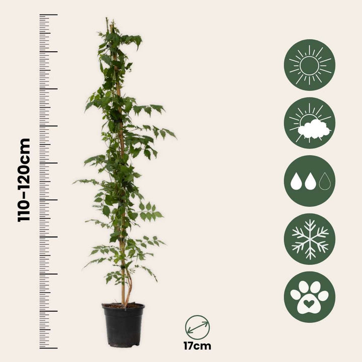 Campsis 'Mme Galen' XL