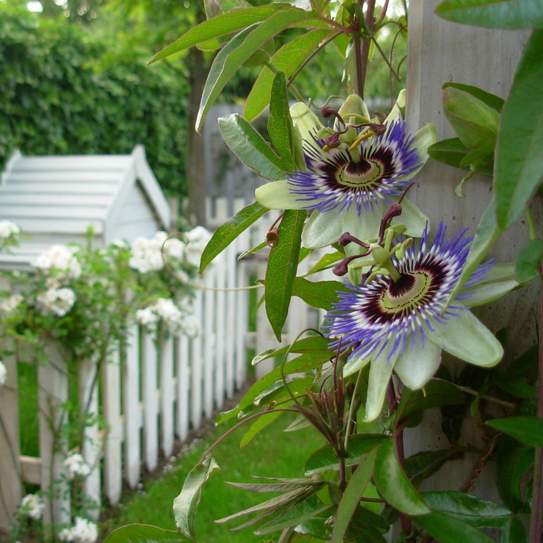 Passiflora 'Caerulea' XL ​​​​- 2 tükki - kannatuslill