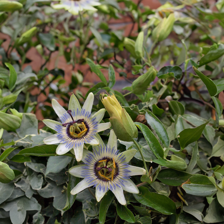 Passiflora 'Caerulea' XL ​​​​- 2 tükki - kannatuslill