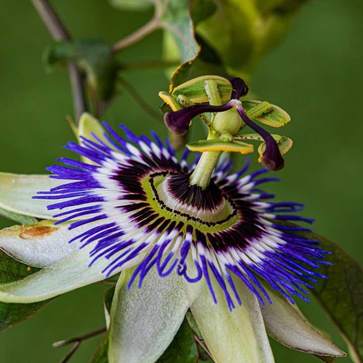 Passiflora 'Caerulea' XL ​​​​- 2 tükki - kannatuslill