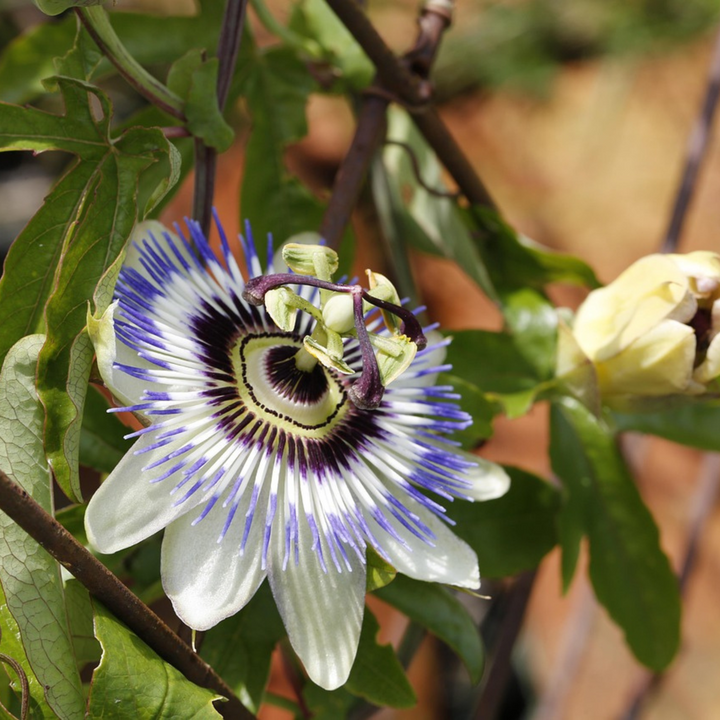 Passiflora 'Caerulea' XL ​​​​- 2 tükki - kannatuslill