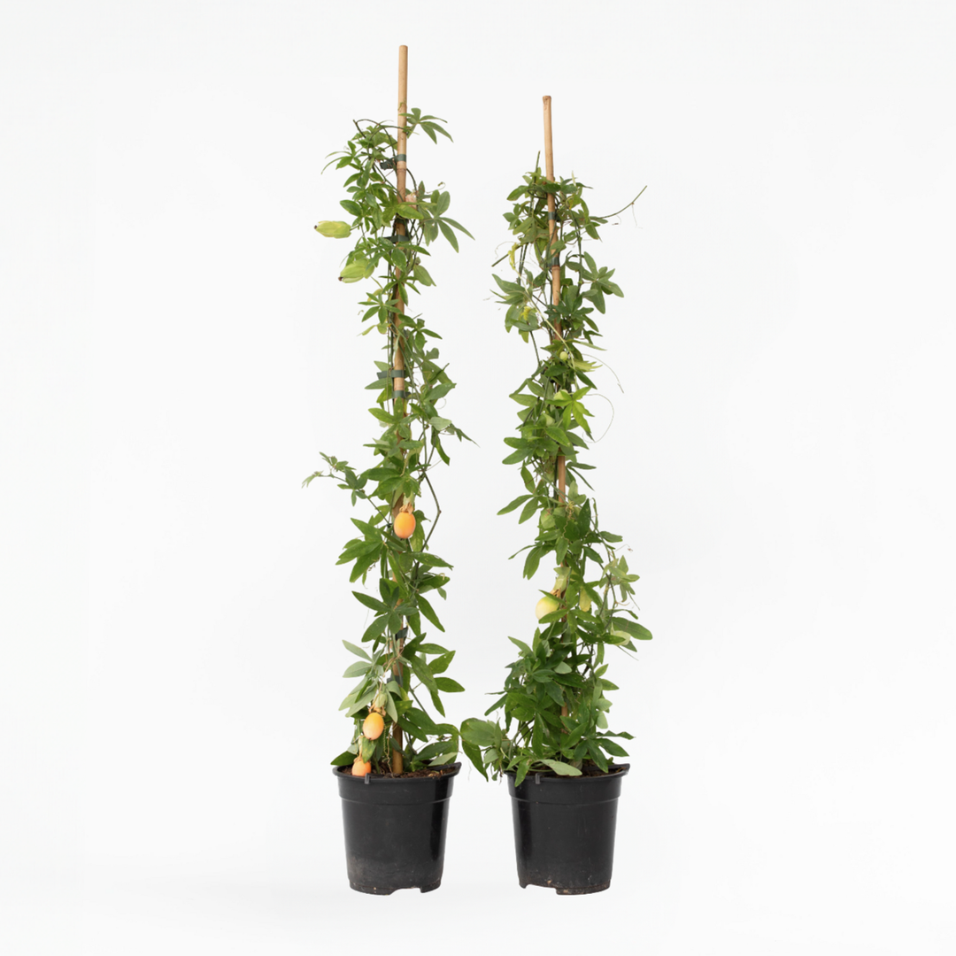 Passiflora 'Caerulea' XL ​​​​- 2 tükki - kannatuslill