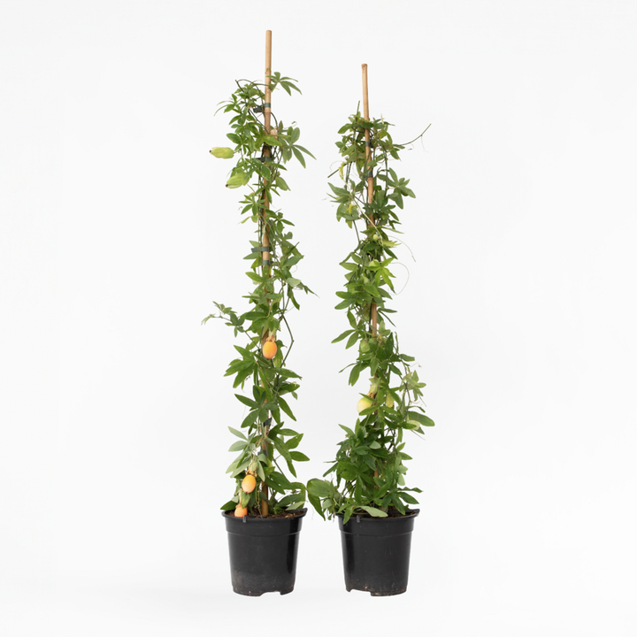 Passiflora 'Caerulea' XL ​​​​- 2 tükki - kannatuslill