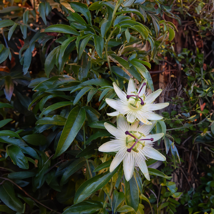 Passiflora 'Constance Elliot' XL - 2 komada - Pasiflora
