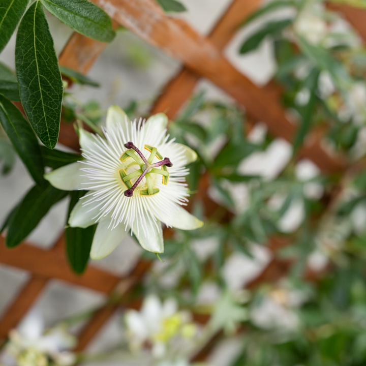 Passiflora 'Constance Elliot' XL - 2 komada - Pasiflora