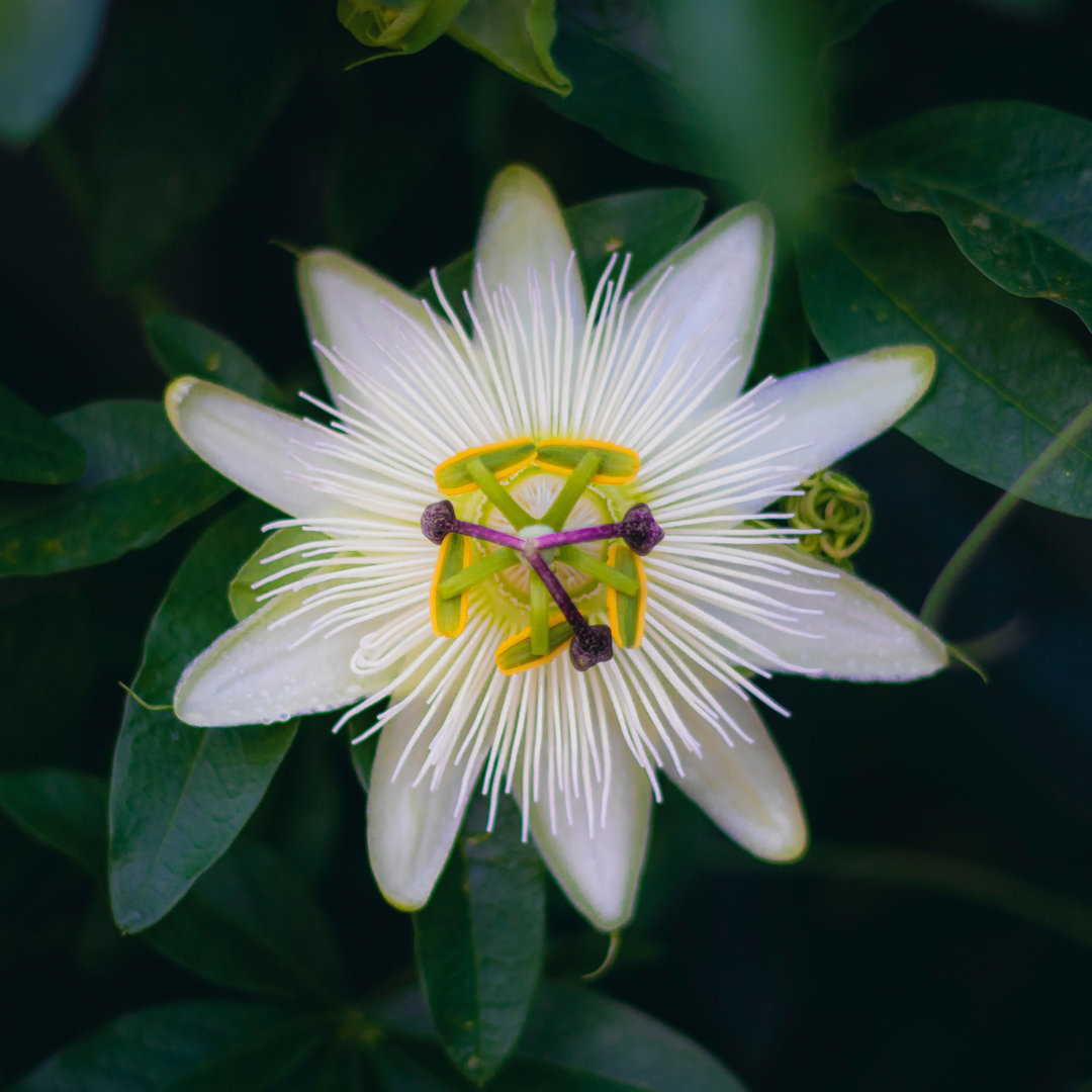 Passiflora 'Constance Elliot' XL - 2 komada - Pasiflora