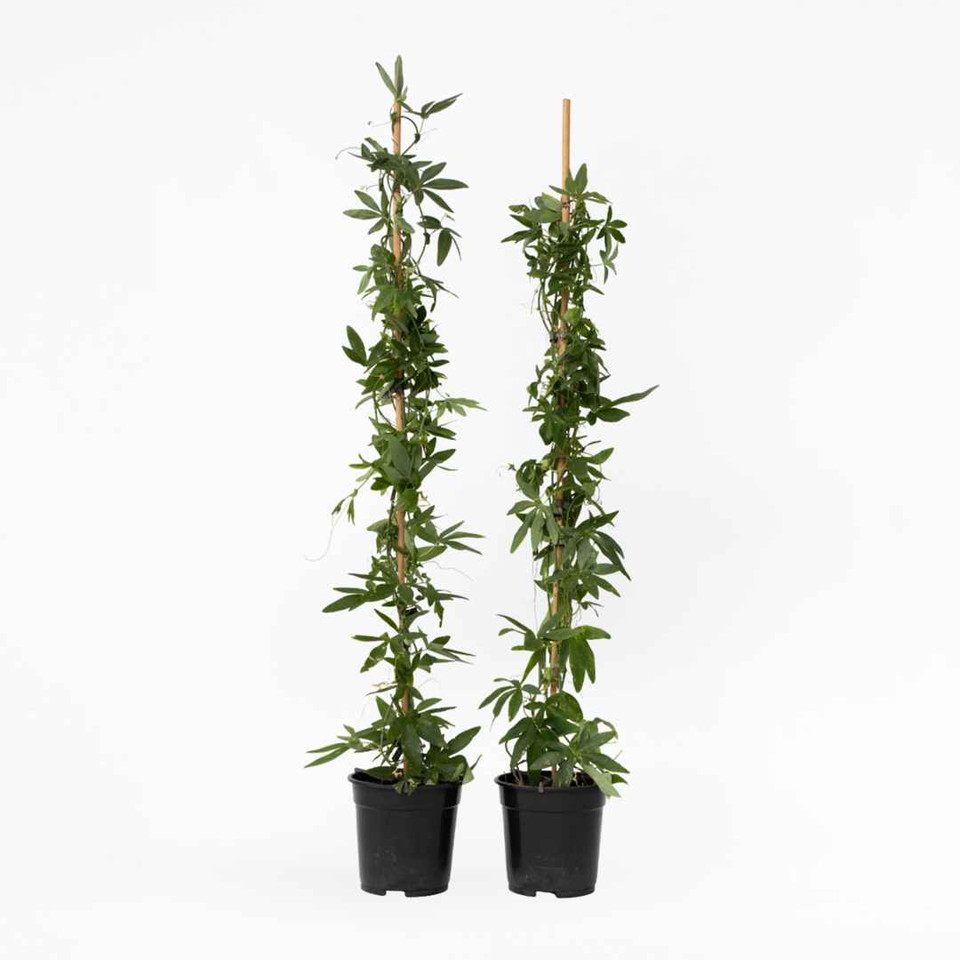 Passiflora 'Constance Elliot' XL - 2 komada - Pasiflora