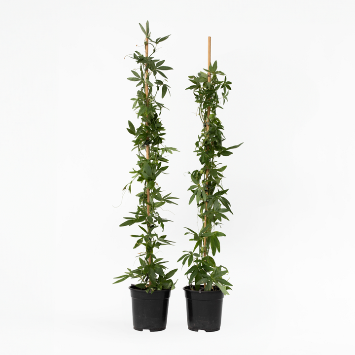 Passiflora 'Constance Elliot' XL - 2 komada - Pasiflora