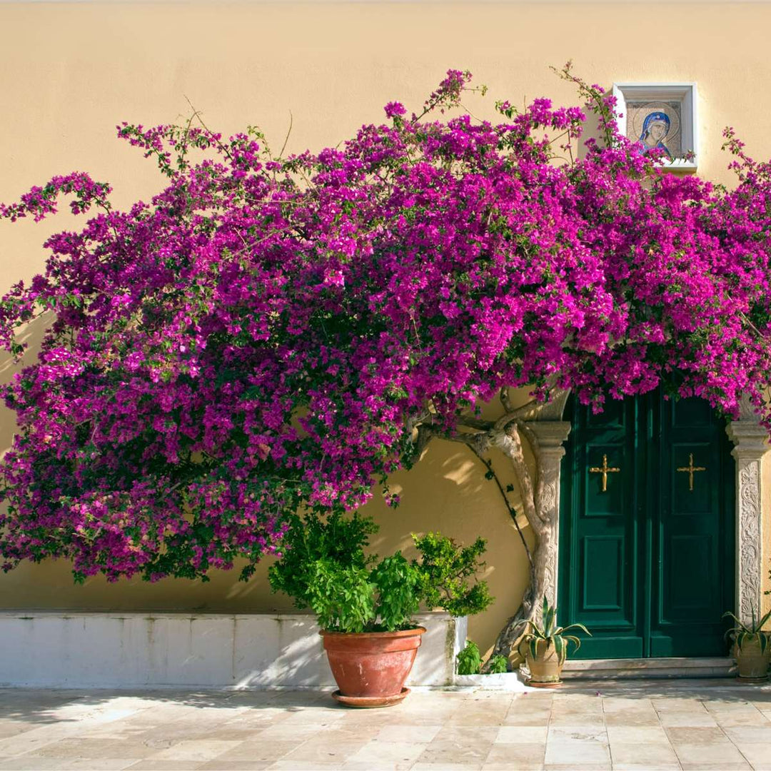 Bugenvilija 'Alexandra'