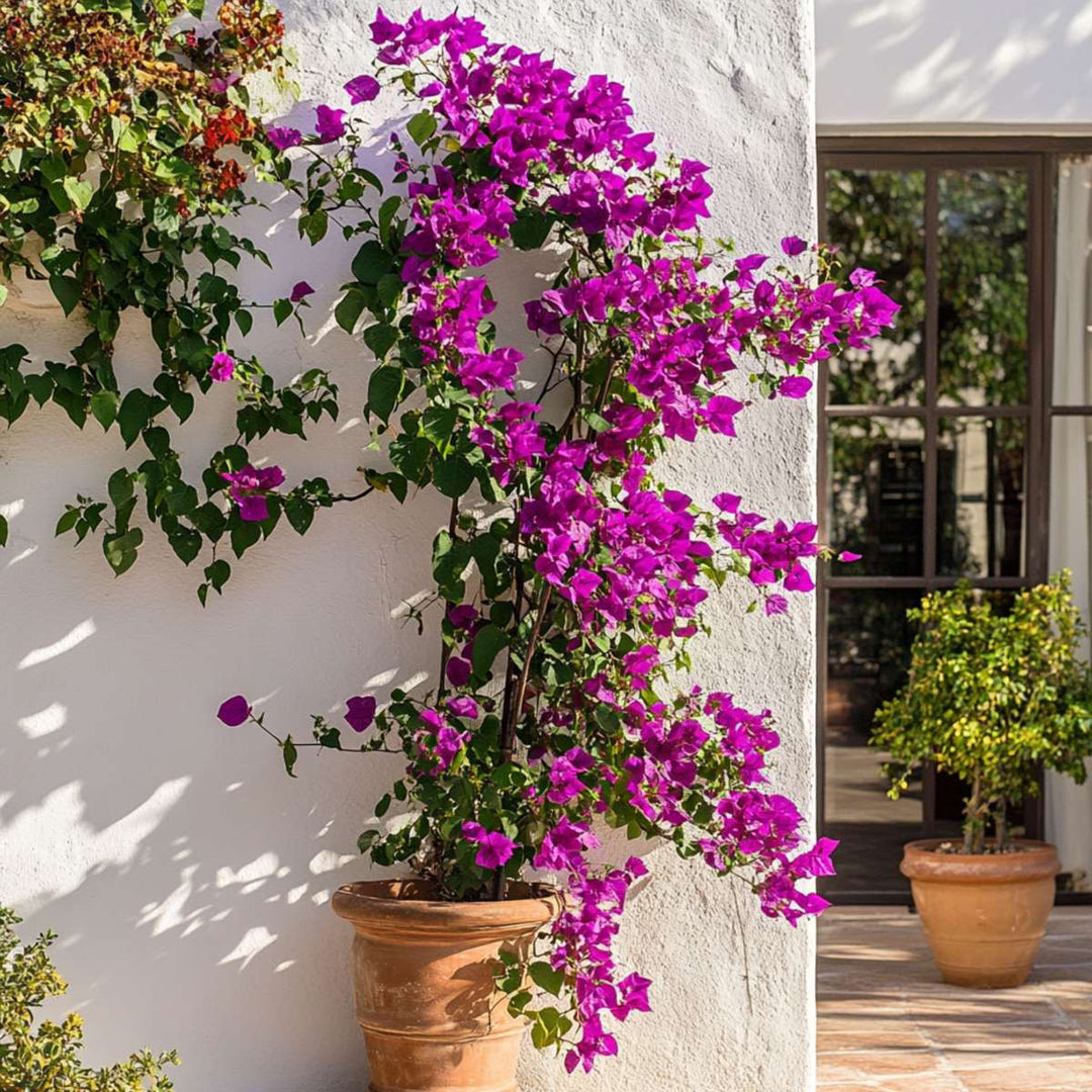 Bugenvilija 'Alexandra'