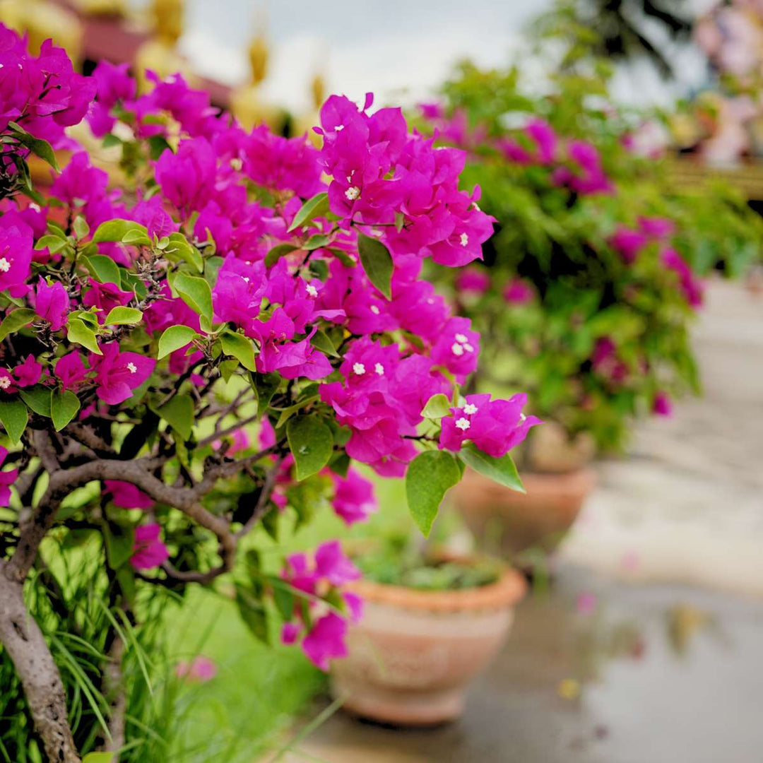 Bugenvilija 'Alexandra'