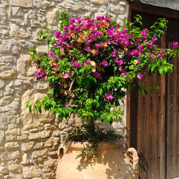 Bugenvilija 'Alexandra'