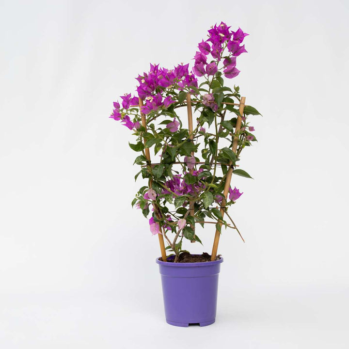 Bugenvilija 'Alexandra'