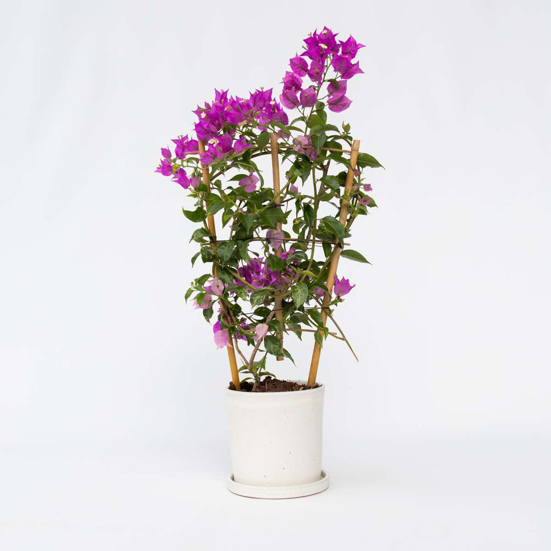 Bugenvilija 'Alexandra'