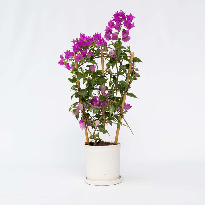 Bugenvilija 'Alexandra'