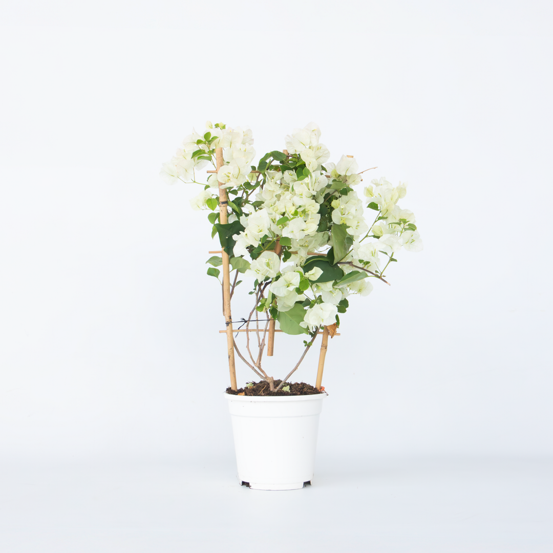 Bugenvilija na rešetki 'Dania' - Bijeli cvjetovi