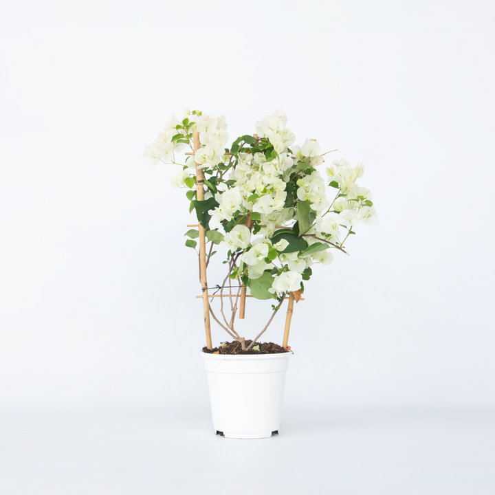 Bugenvilija na rešetki 'Dania' - Bijeli cvjetovi