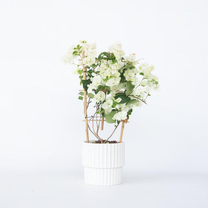 Bugenvilija na rešetki 'Dania' - Bijeli cvjetovi