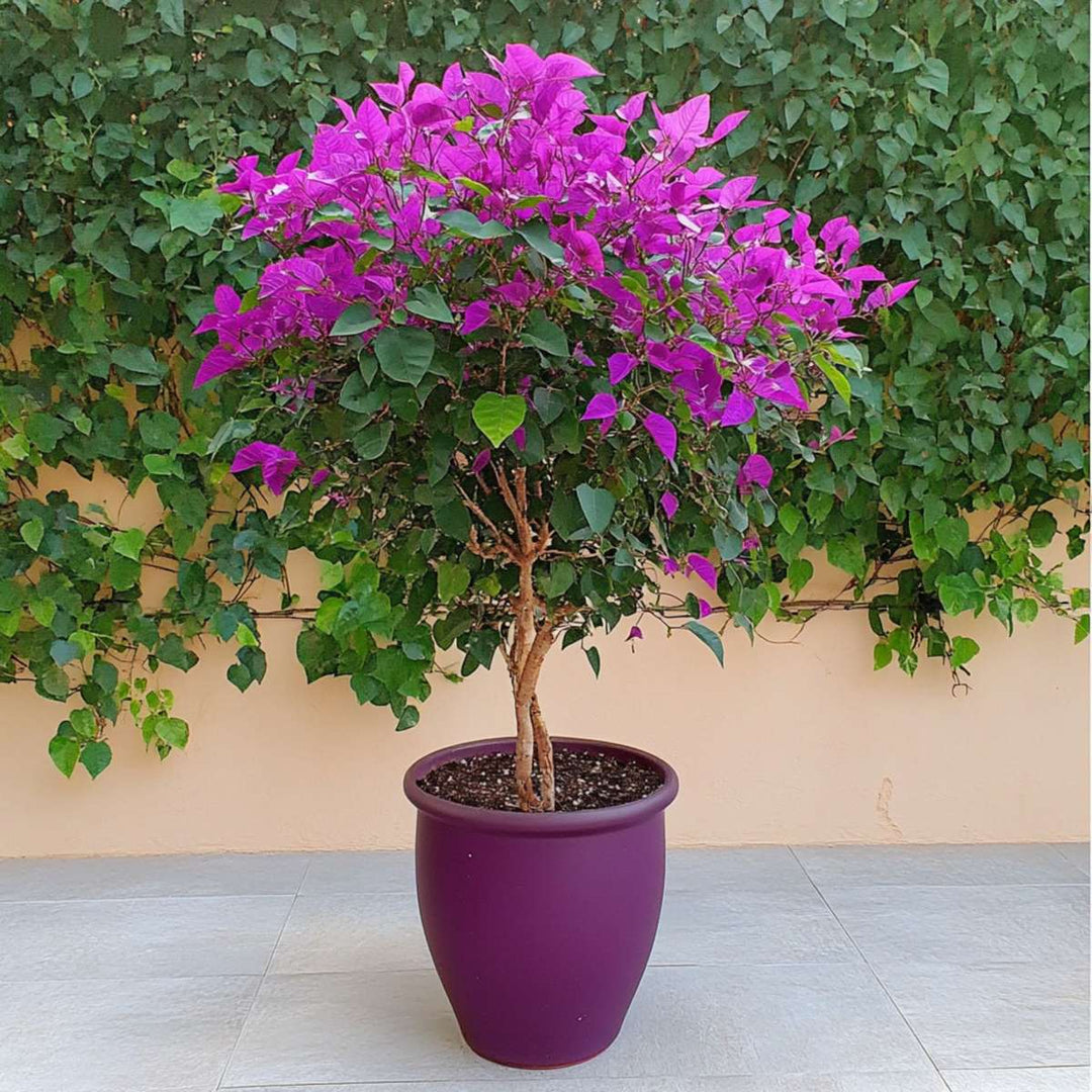 Bougainvillea varrel - lillad õied - FloraStore
