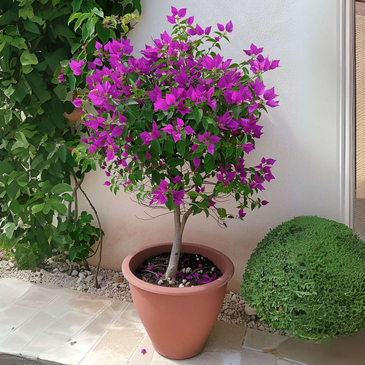 Bougainvillea varrel - lillad õied - FloraStore