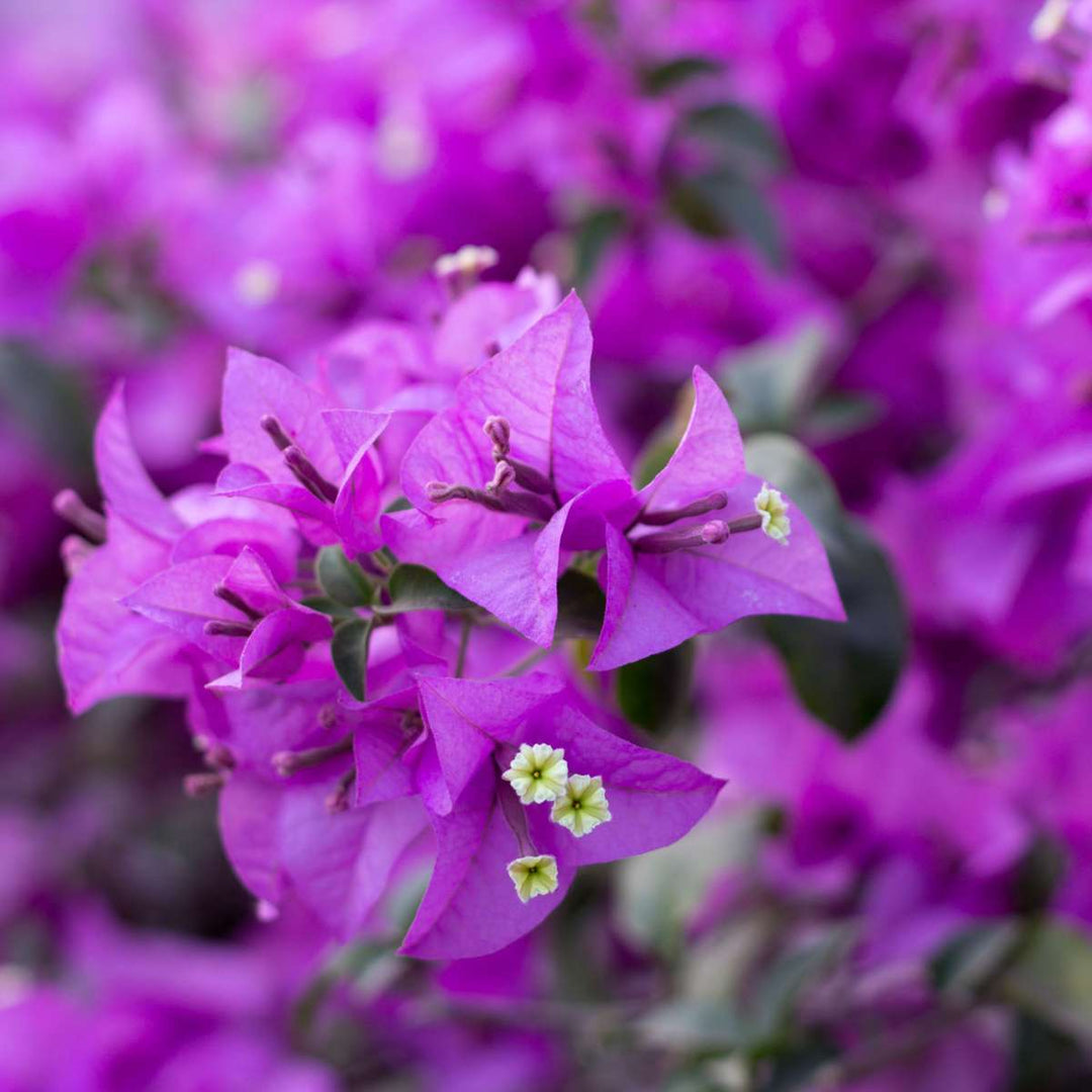 Bougainvillea varrel - lillad õied - FloraStore