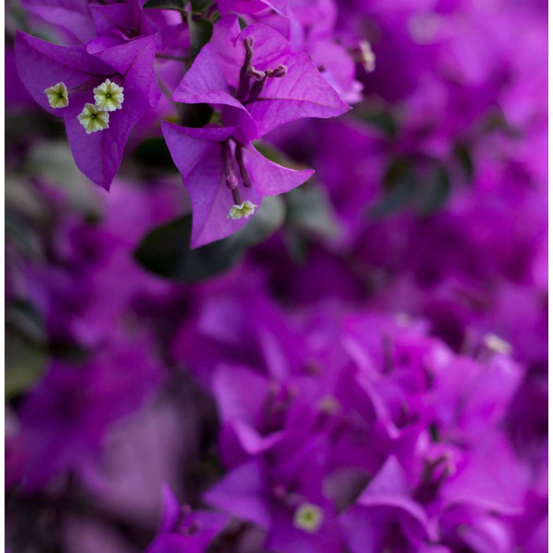 Bougainvillea varrel - lillad õied - FloraStore