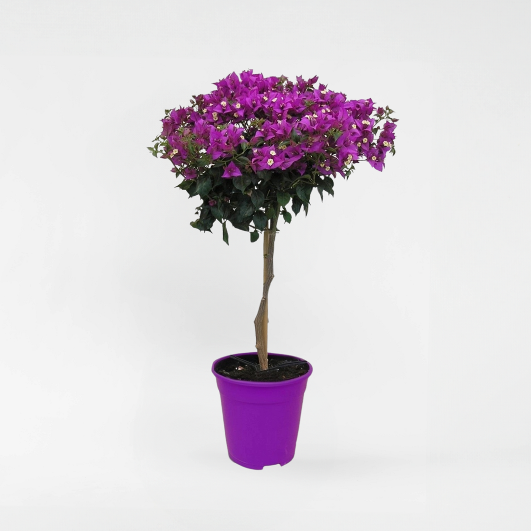 Bougainvillea varrel - lillad õied - FloraStore