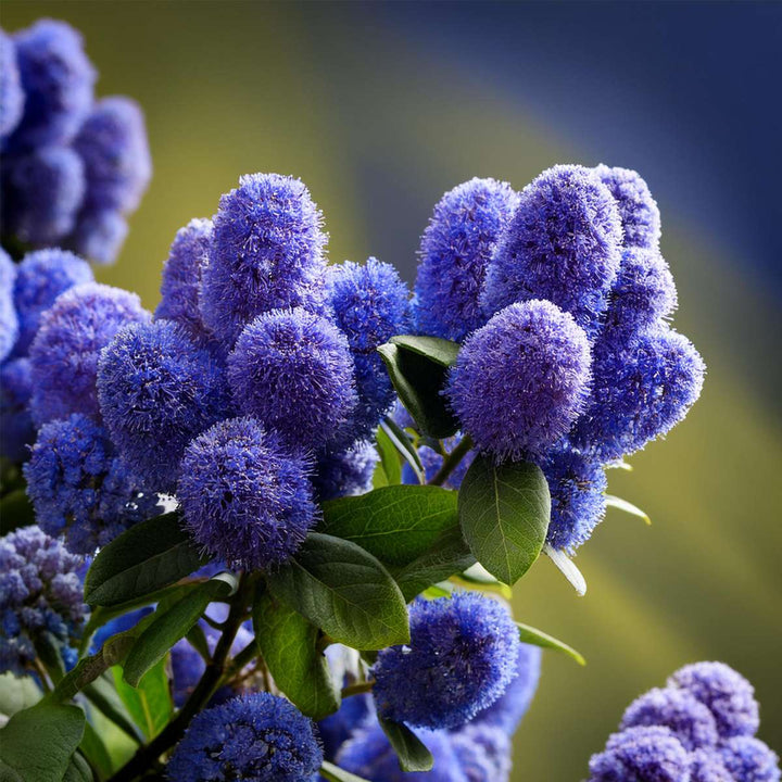 Ceanothus thyrsiflorus Repens - Struik