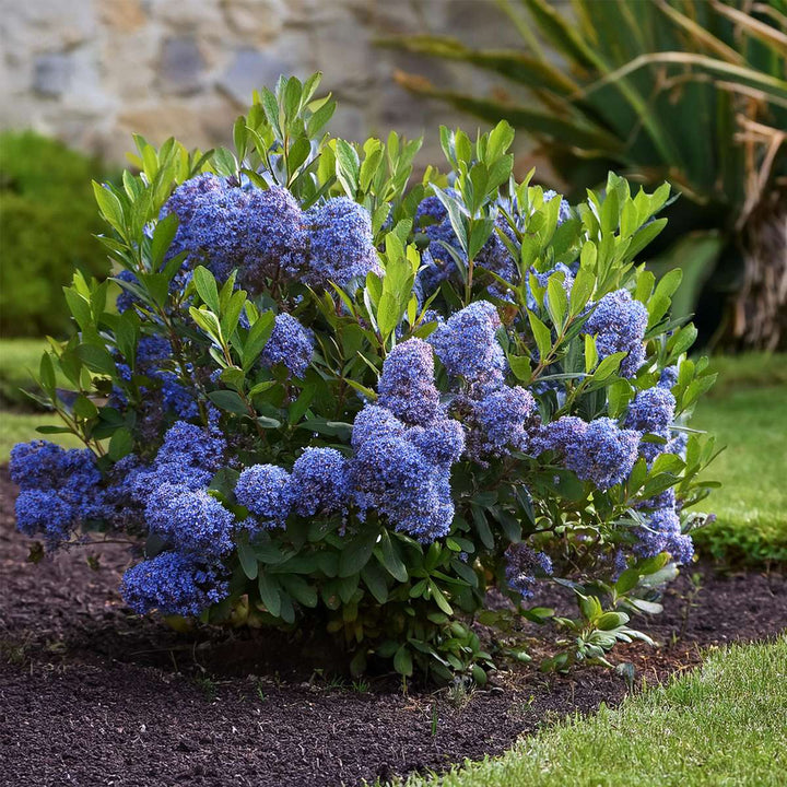 Ceanothus thyrsiflorus Repens - Set van 2 - Struik