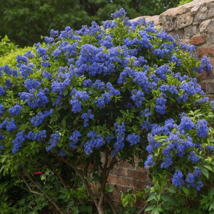 Ceanothus thyrsiflorus Repens - Set van 2 - Struik