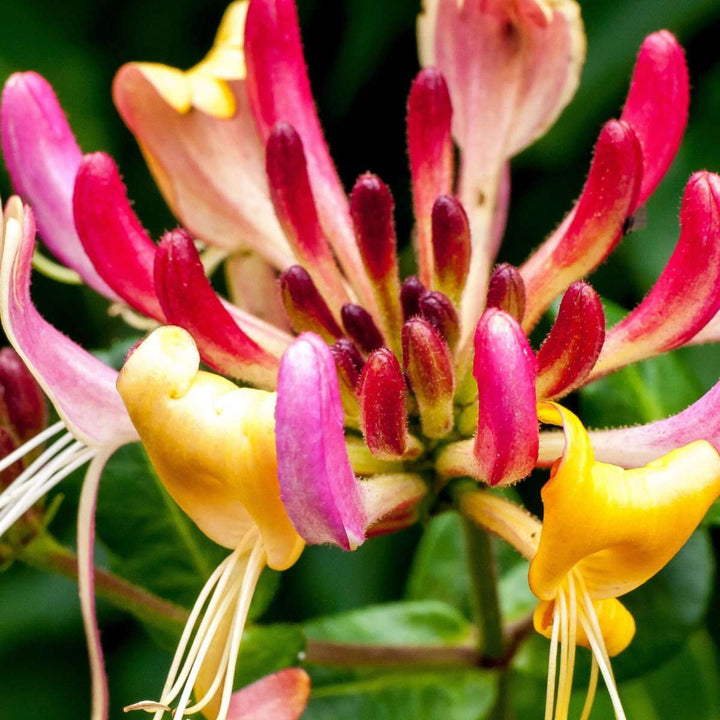 Lonicera Heckrotti American Beauty - Kamperfoelie