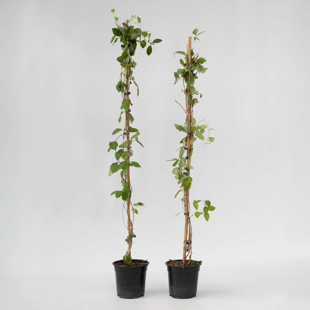 Lonicera x Heckrotti American Beauty - Set van 2