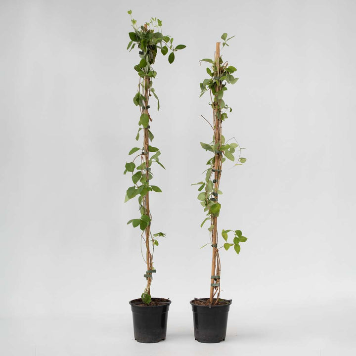 Lonicera x Heckrotti American Beauty - Set van 2