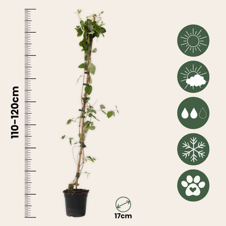 Lonicera x Heckrotti American Beauty - set od 2 komada