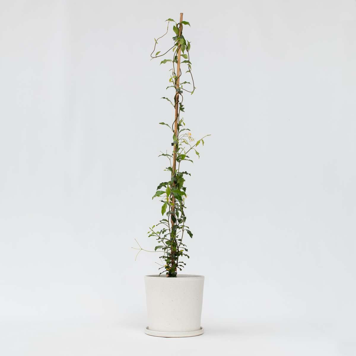 Trachelospermum 'Pink Showers' - Jasmine – FloraStore