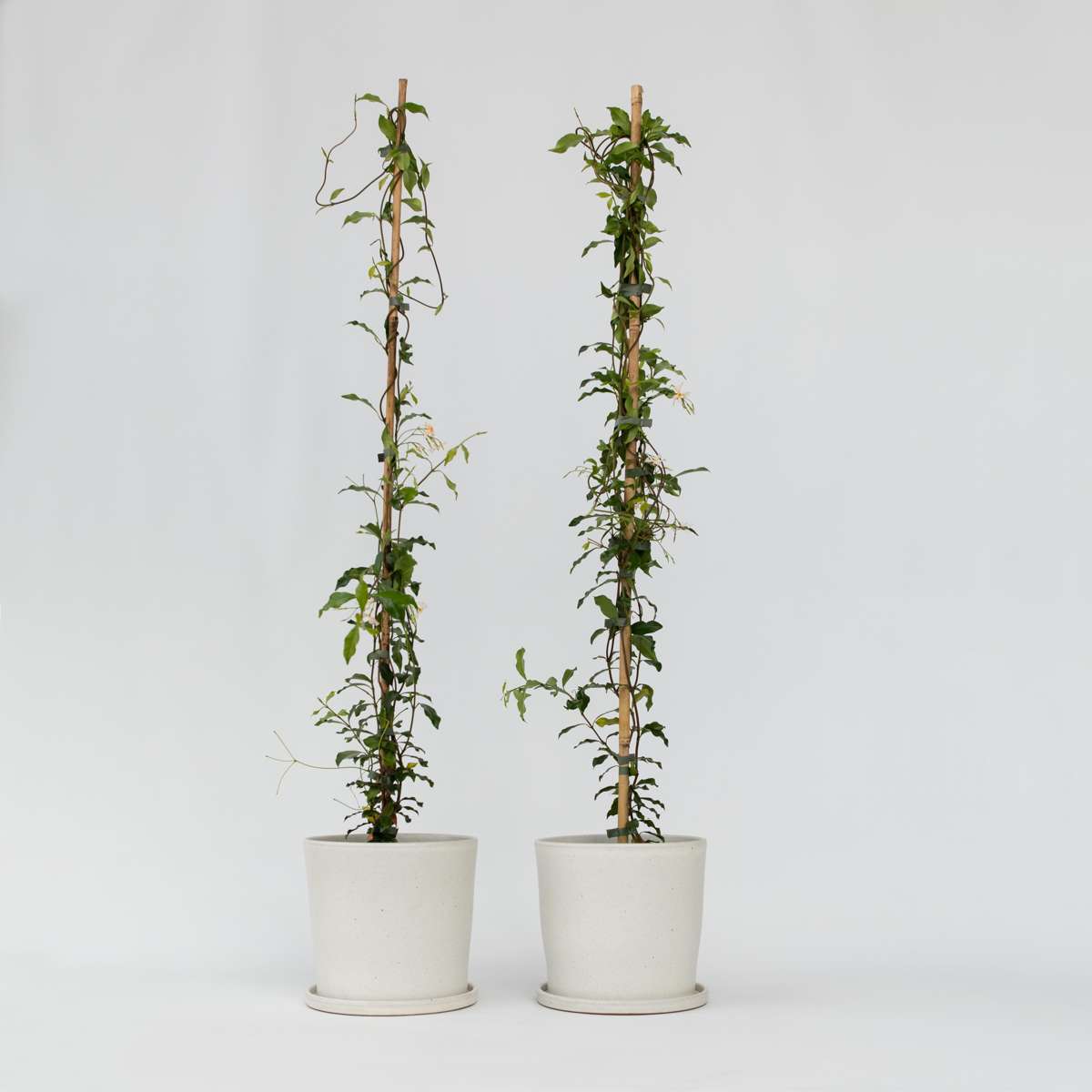 Trachelospermum 'Pink Showers' - Set of 2 - Jasmine – FloraStore