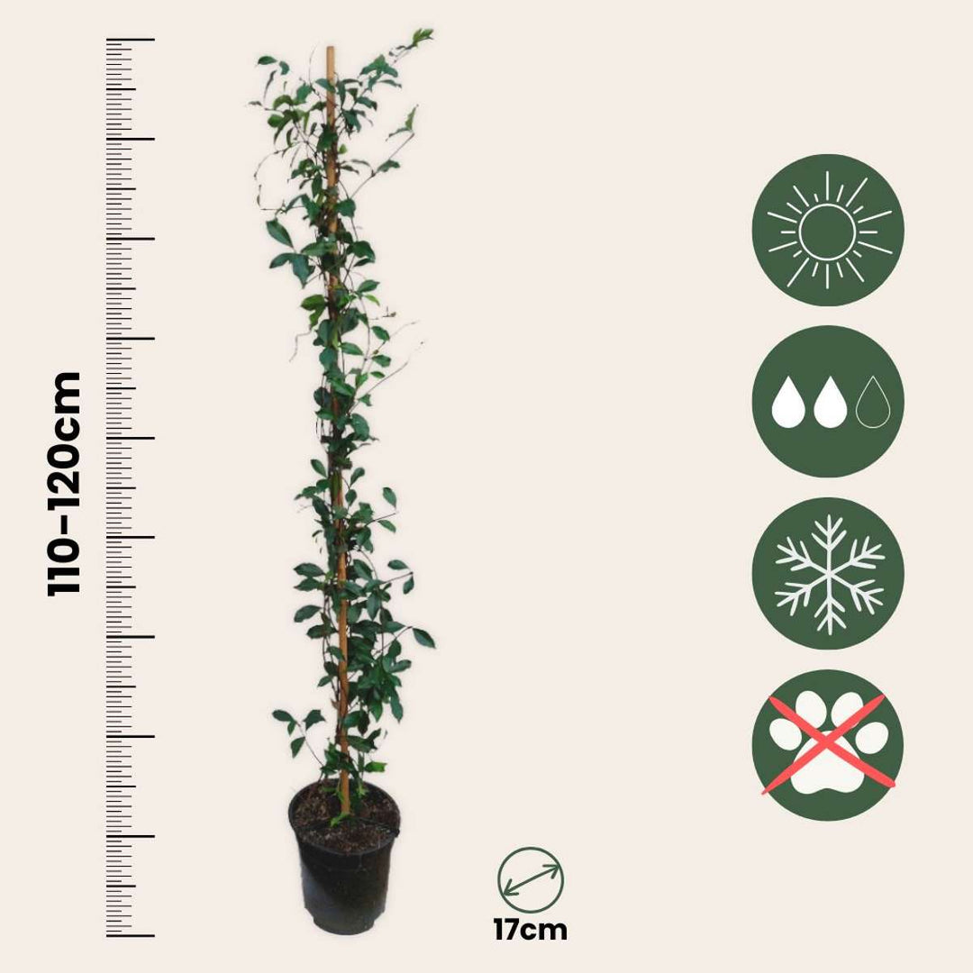 Trachelospermum 'Pink Showers' - Sada 2 ks - Jasmín