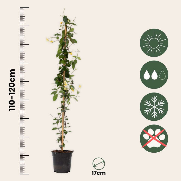 Jasminoides 'Zvijezda Toskane' - set od 2 komada - jasmin