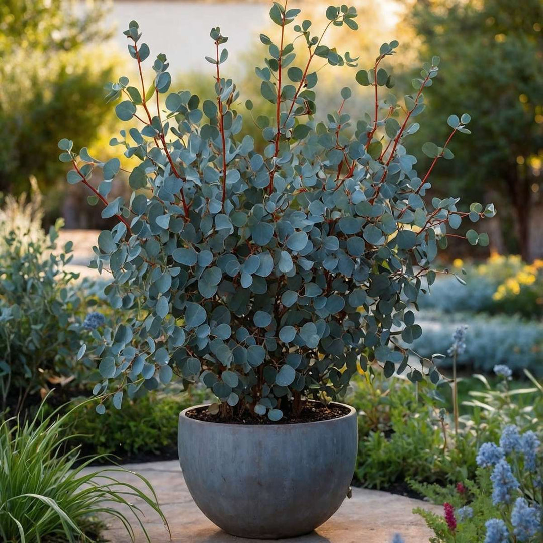 Eucalyptus 'Silver Dollar' - Eucalyptus