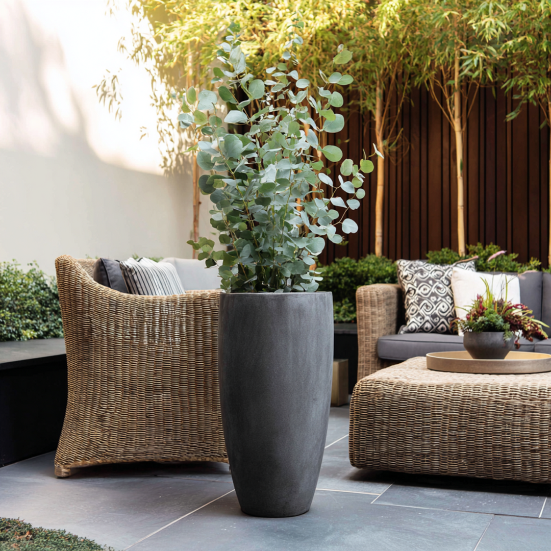 Eucalyptus 'Silver Dollar' - Eucalyptus